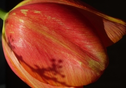 Tulpe.jpg