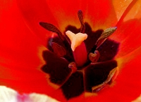 Tulpe - Schönheit erleben