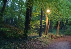 Licht im Wald.jpeg