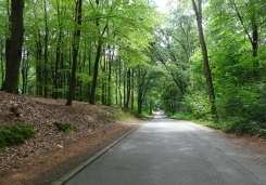 Waldweg.jpg