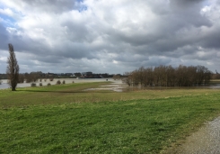 Wasserstand sinkt am Rhein.JPG
